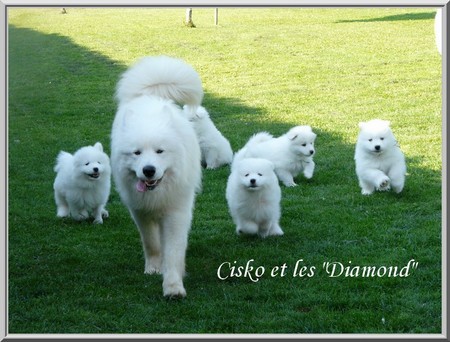 Meute de chiens Samoyède